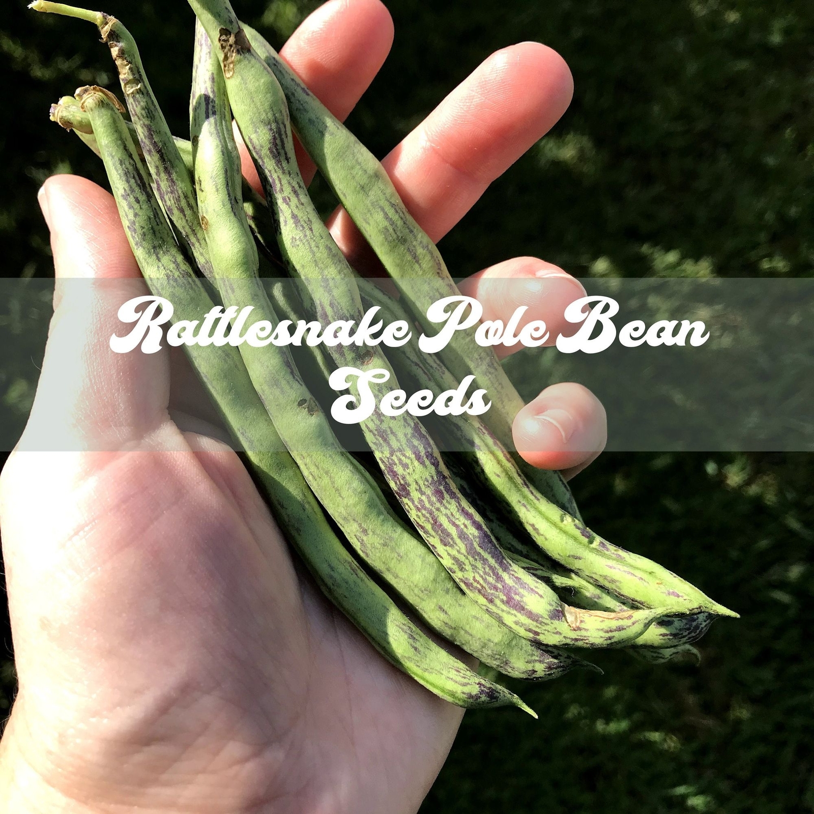 20+ Rattlesnake Pole Green Bean Seeds Heirloom Home Garden Natural