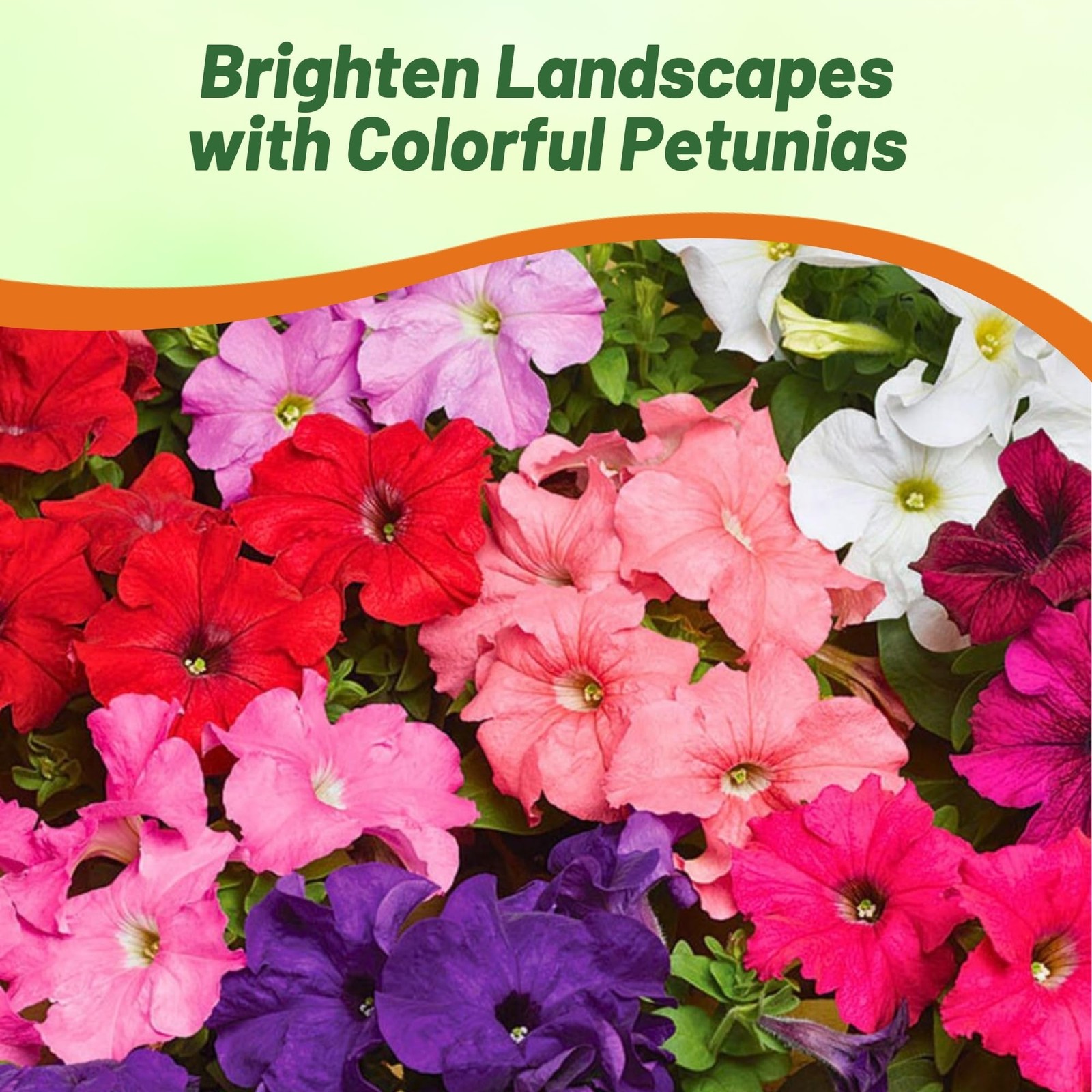 Hybrida Mix Petunia Seeds – 5000 Pcs. Annual, Compact & Versatile Flower Seed…