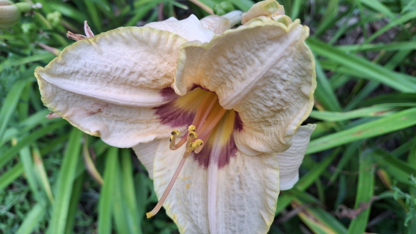 Hemerocallis ‘Gay Cravat’, Daylily, one mature fan, bareroot live starter plant