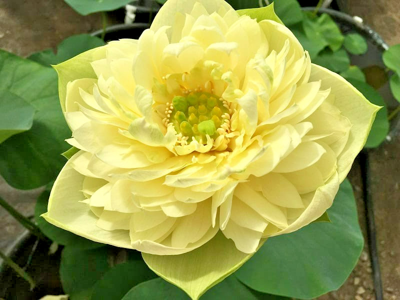 5 GOLDEN APPLE LOTUS SEEDS – Nelumbo Nucifera
