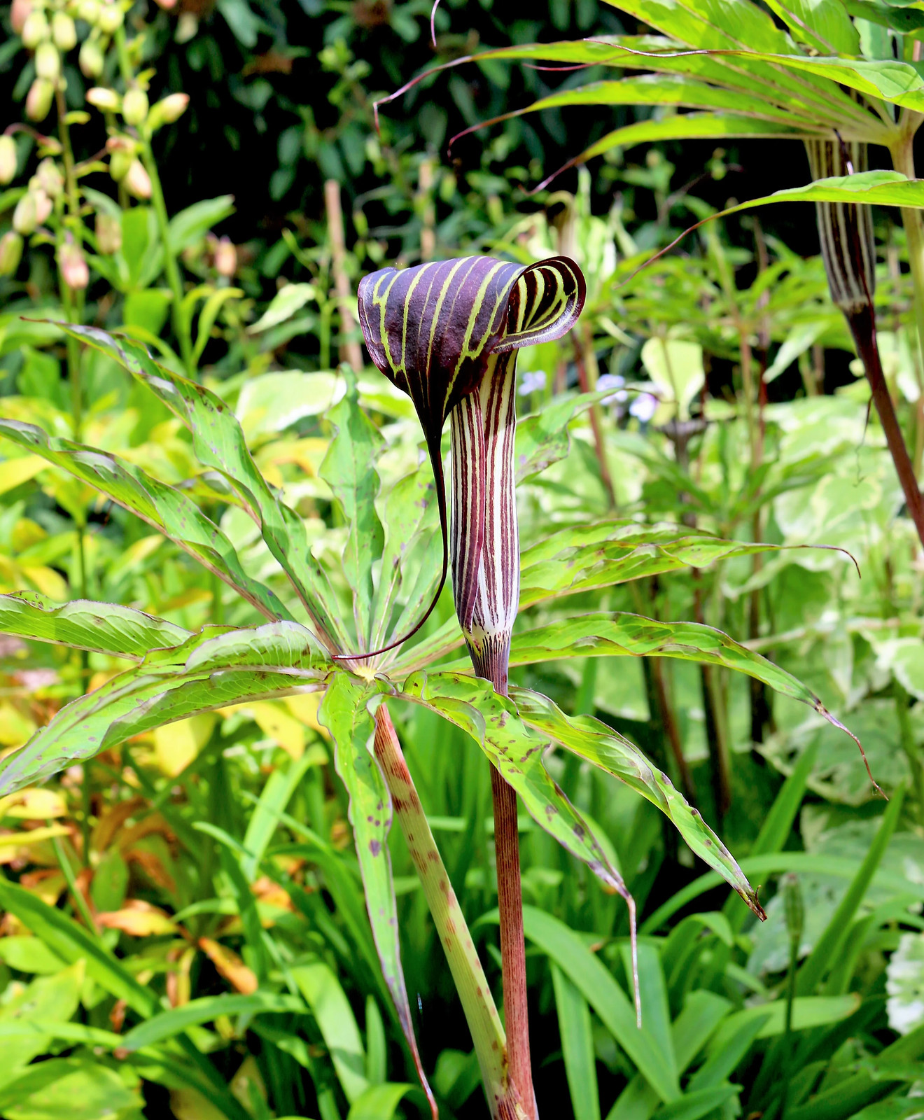 5 HIMALAYAN COBRA LILY Arisaema Consanguineum Asian Jack In Pulpit Flower Seeds