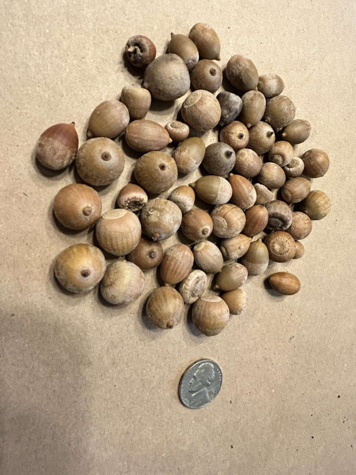 56 Michigan Northern Red Oak Tree Acorns No Tops Fall Decoration Decor Seeds S/M