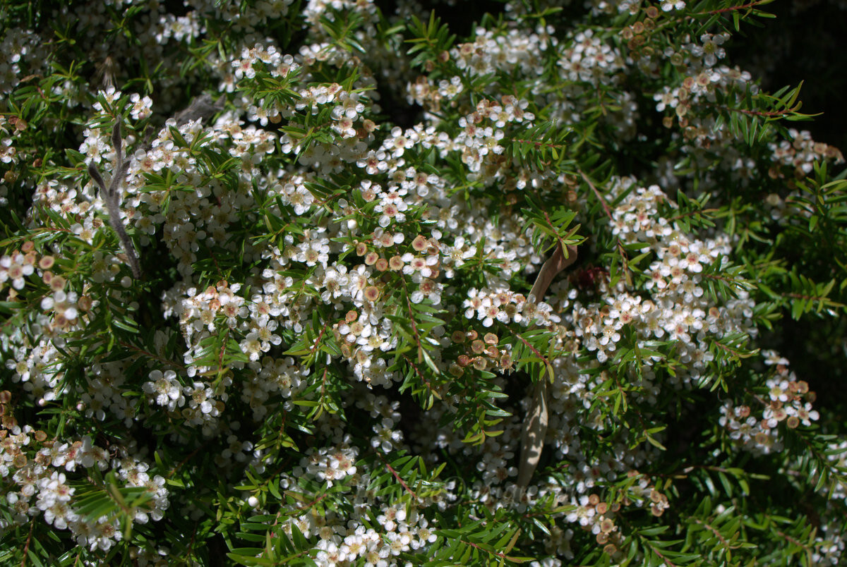 Baeckea virgata DWARF HEATH MYRTLE Seeds!