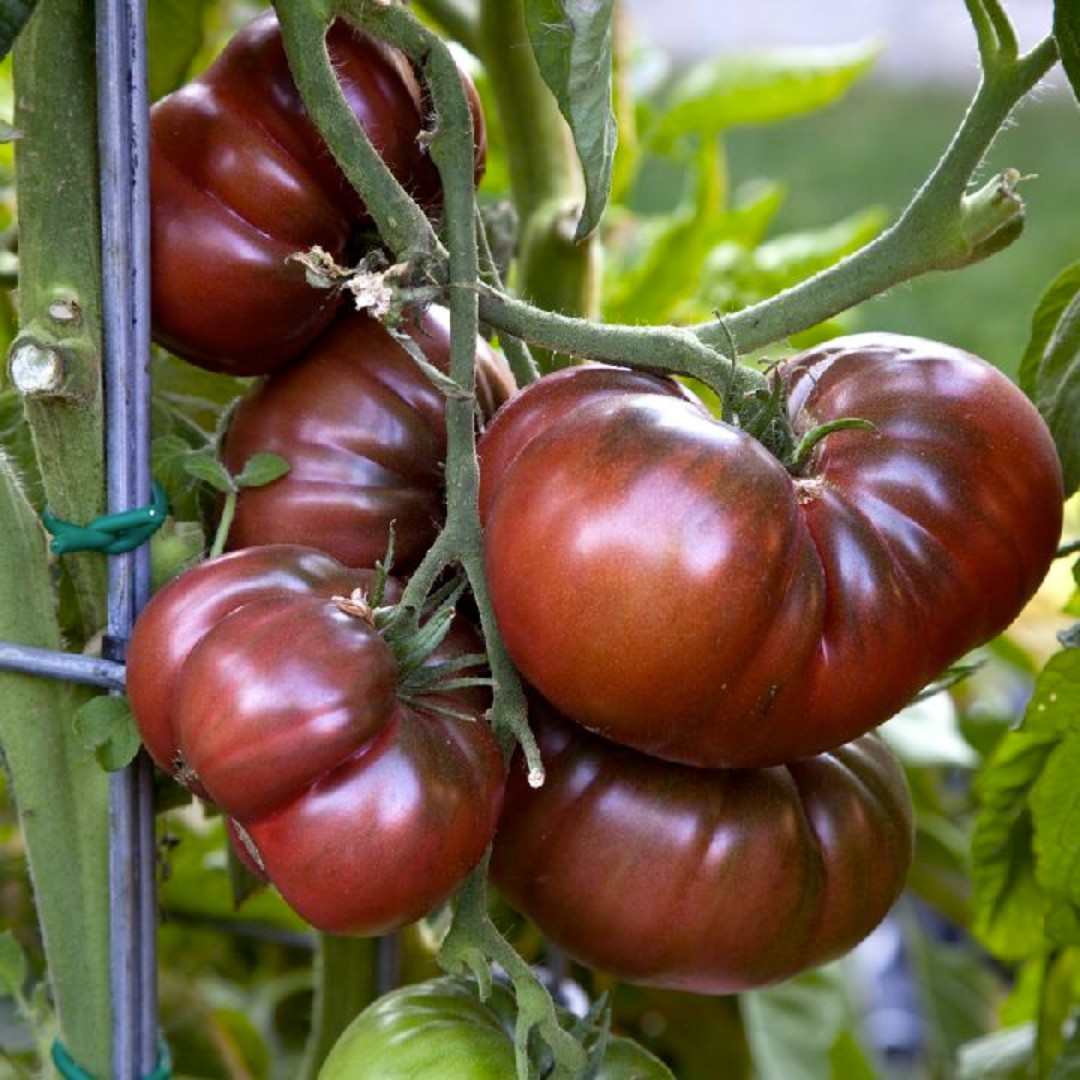 Black Brandywine Heirloom Tomato Seeds (30) / Florida Grown / DELICIOUS