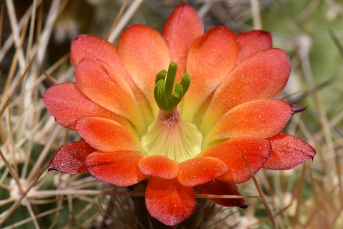 Echinocereus Mombergerianus Seeds 5 Seeds Free Shipping!