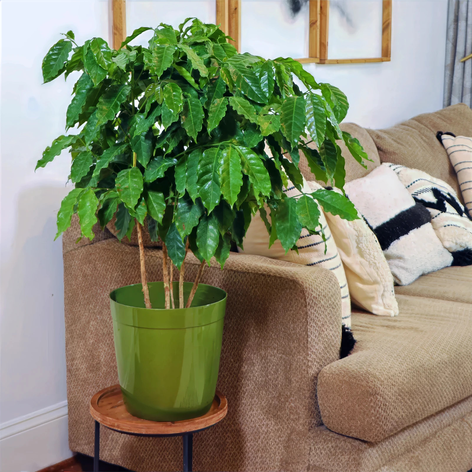 10 Coffea arabica Seeds Tropical EXOTIC Coffee Bean Indoor House Plant Tree RARE