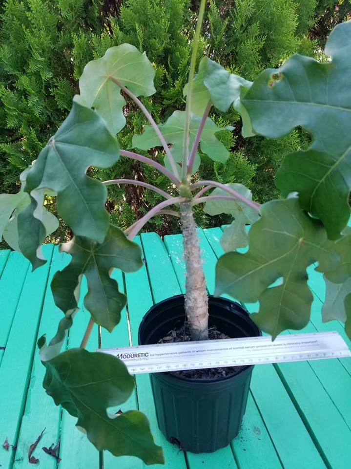 succulent ! Buddha Belly Plant BONSAI large FAT Caudex EASY CARE!!!!