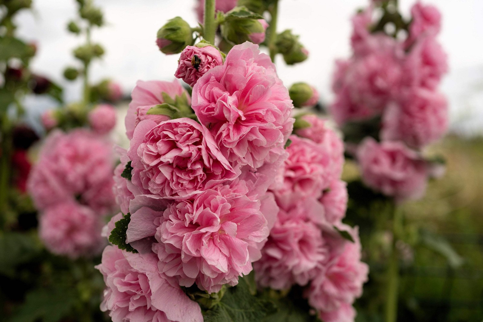 50 Dwarf Double HOLLYHOCK MAJORETTE MIX Alcea Rosea Red Pink White Flower Seeds