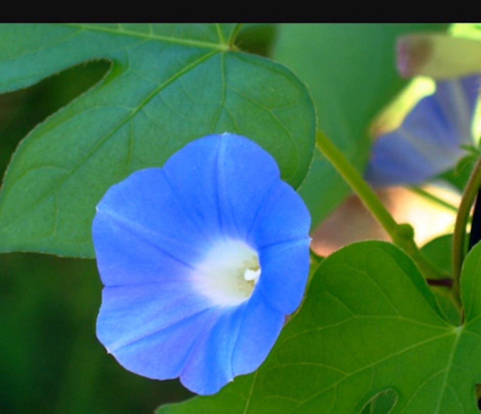 Organic Ipomoea Hederacea~Ivy Leaf Blue Morning Glory~FRESH Seeds~Hummingbirds!