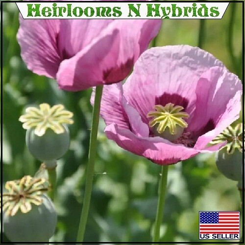 10,000+ Mixed European Hybrids Organic Papaever Somniferum Poppy Flowers Seeds