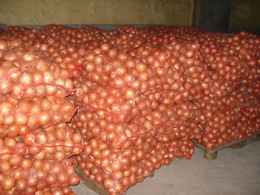 YELLOW SWEET ONION SEEDS * 100 SEEDS* SWEETEST*HEALTHFUL* FREE COMB. SH