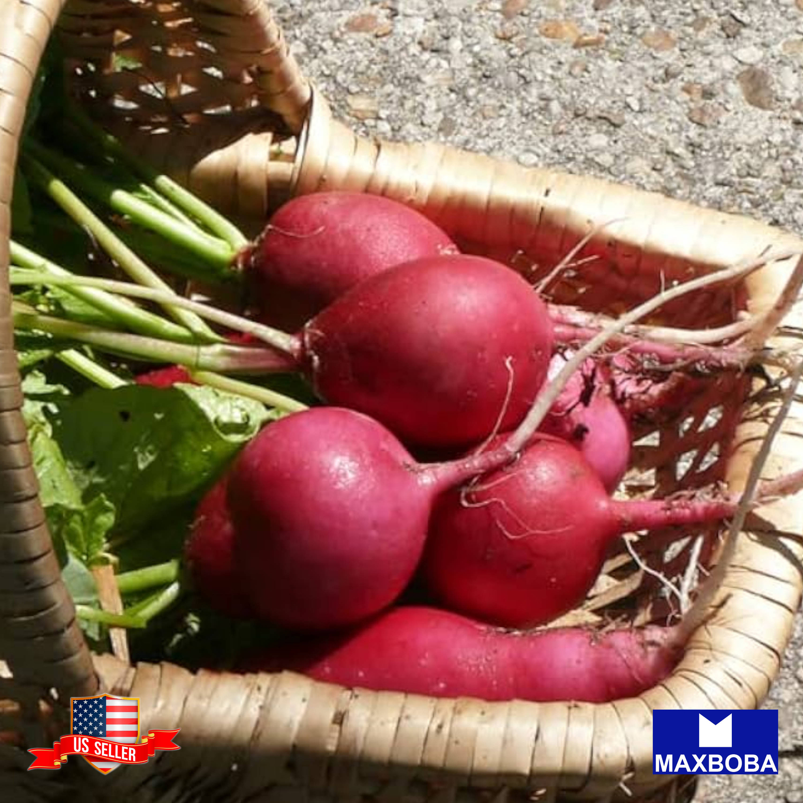Radish Seeds German Giant Non-GMO Heirloom Vegetable