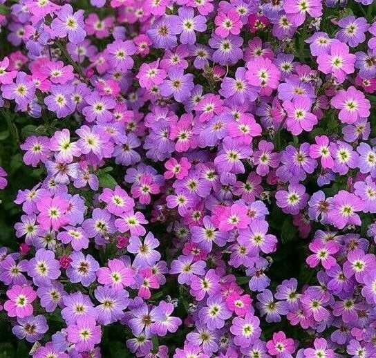VIRGINIA STOCK FLOWER SEEDS 1000+ PURPLE annual GARDEN fragrant Free Shipping