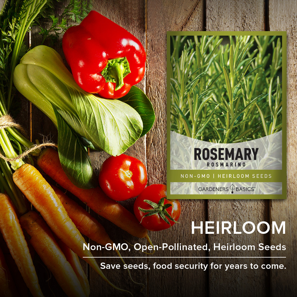 Rosemary Seeds