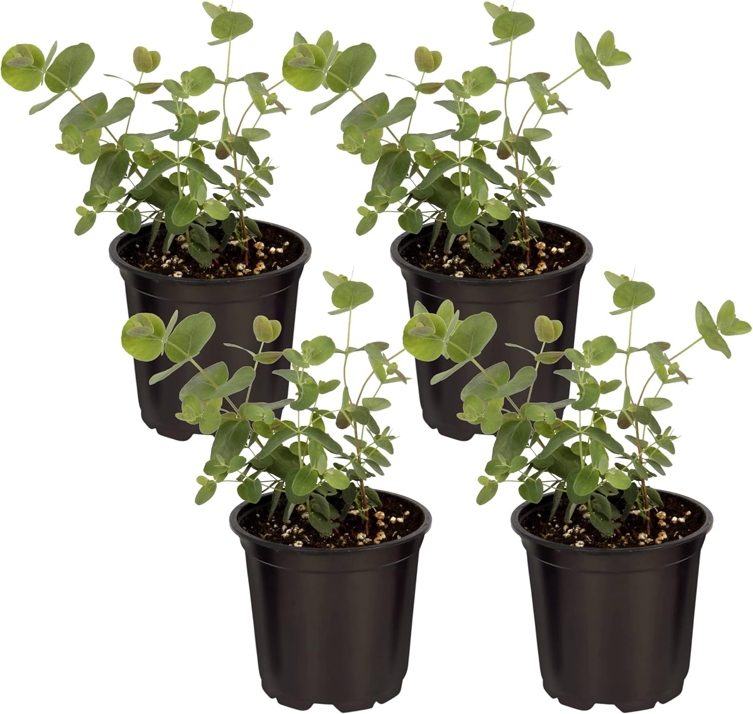 Live Eucalyptus (4 per Pack) – Aromatic and Enhancer, Natural Air Purifier, 10″