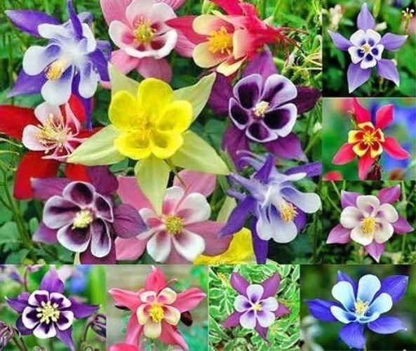 Perennial Columbine McKana Seeds – 200 Heirloom Blooms for Your Outdoor Oasis