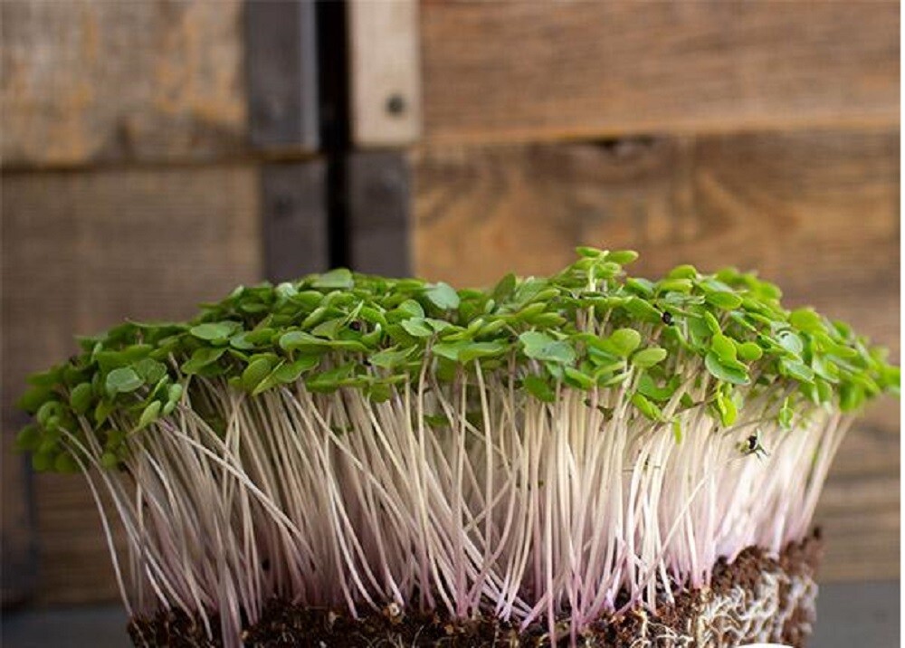 Red Russian Kale MICROGREEN Seeds | Non-GMO | Heirloom | Seeds for Sprouting