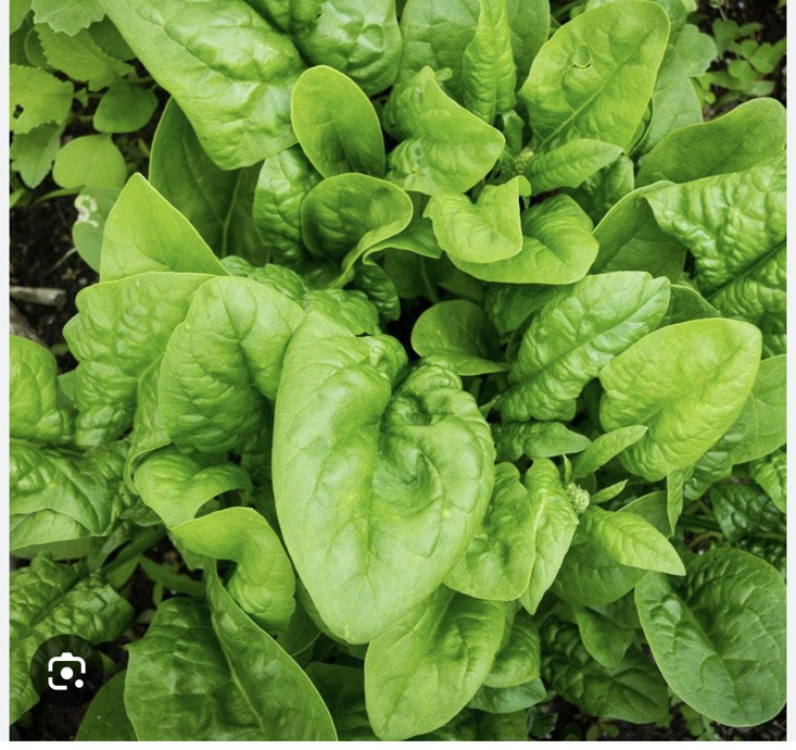 250+ Giant Noble Spinach Seeds | Non-GMO | Heirloom | Fresh Garden Seeds USA