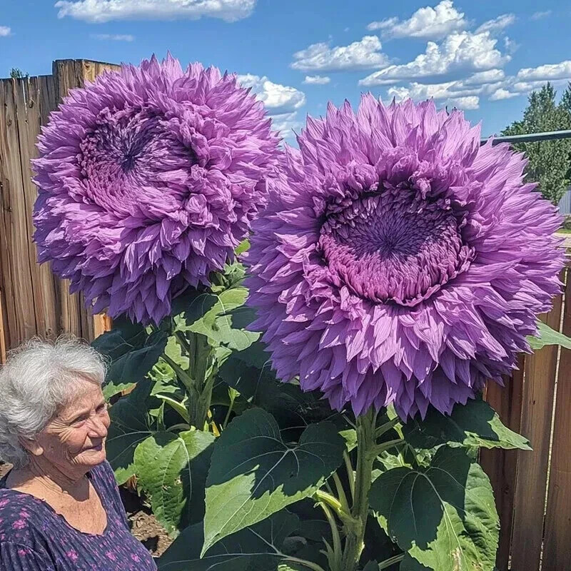 20x Award Winning Rare Purple Enchanting Giant Teddy Bear Sunflower Seeds