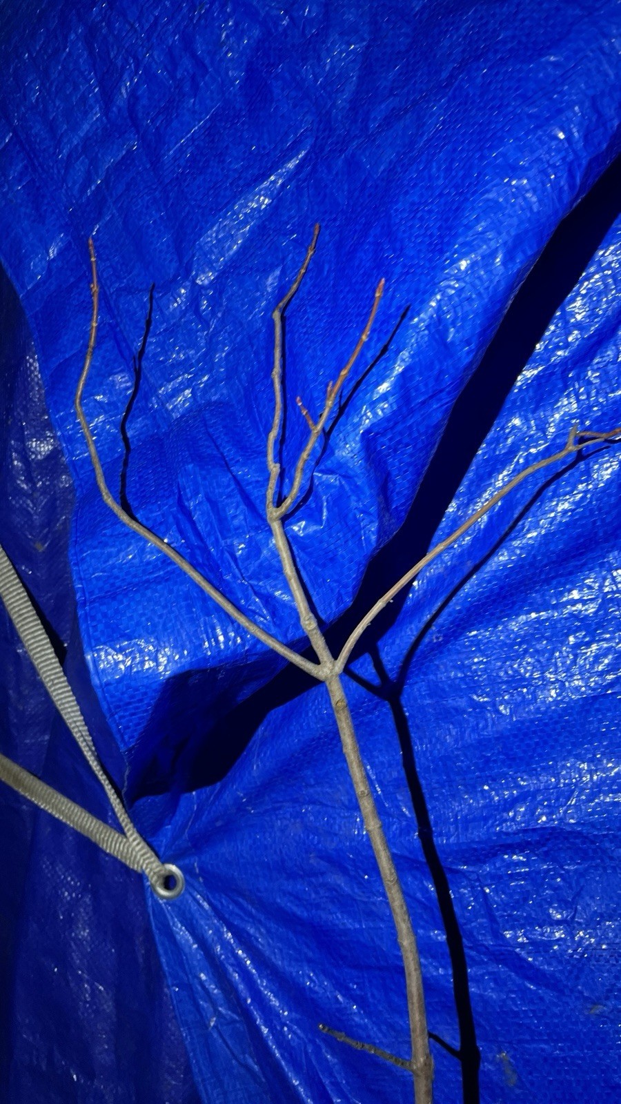 Exact plant #43, Red Oak Quercus Rubra 4-5 year old