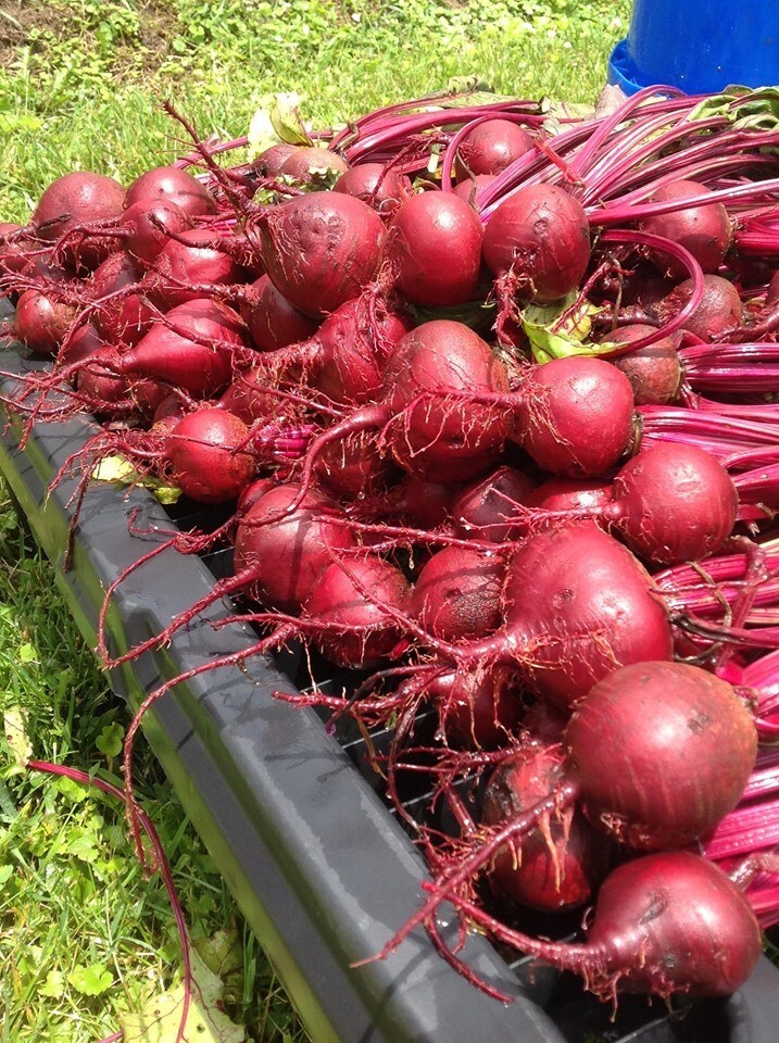 BEET Early Wonder 200 NON – HYBRID NON – GMO Seeds Open Pollinated Heirloom