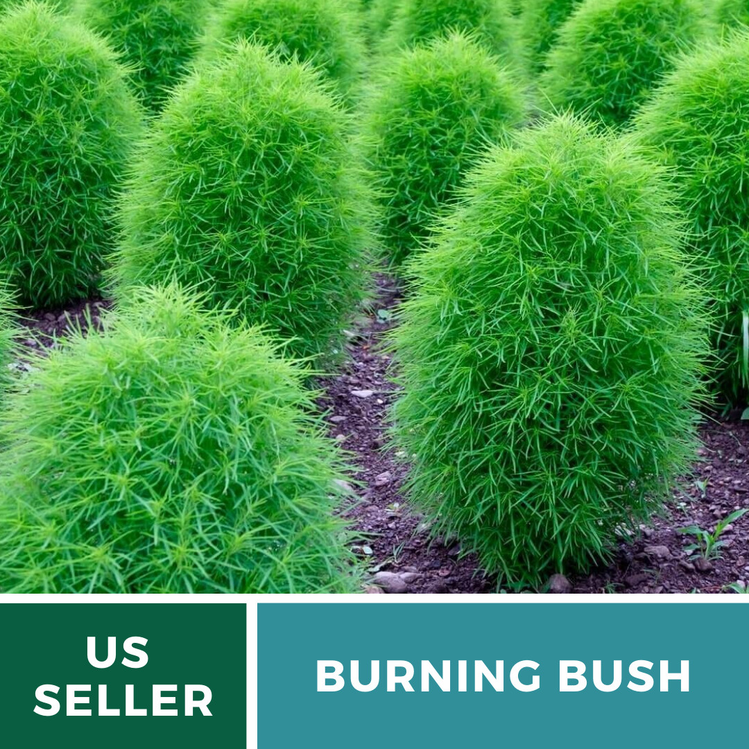 Burning Bush – 100 Seeds, Heirloom Plant, Color Changing (Kochia trichophylla)