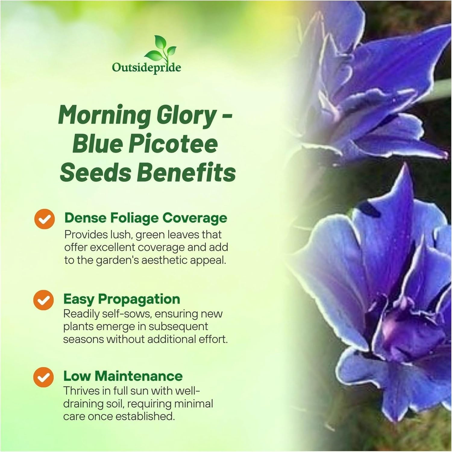 50 Seeds Blue Morning Glory Seeds For Planting | Ipomoea Nil Picotee Flower Seed