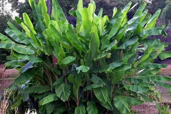 Banana Tree Seed Mix – Dwarf Pink Musa velutina & Dwarf Acuminata Tropical Fruit