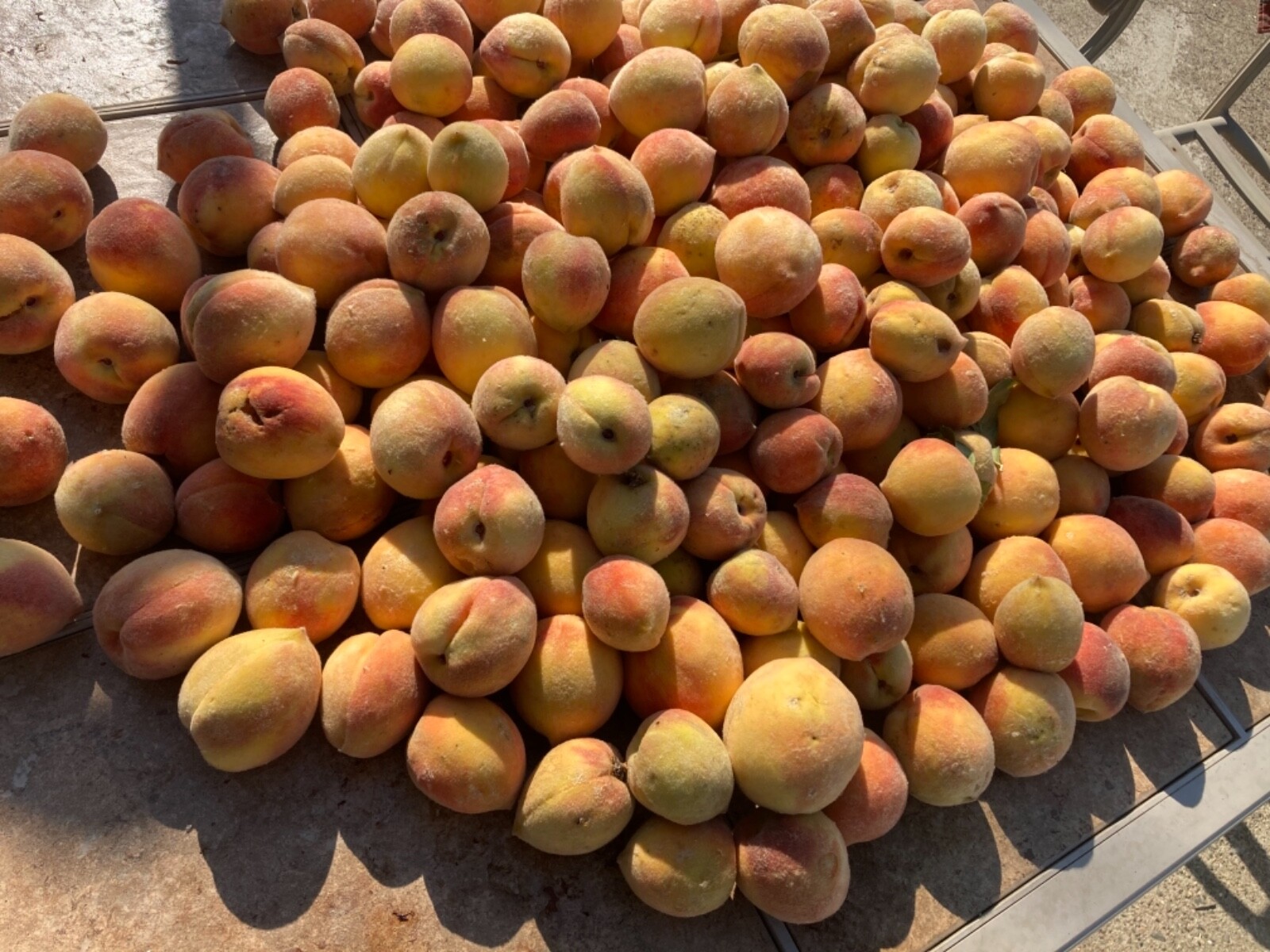 Yellow Peach Seeds (4) stones 