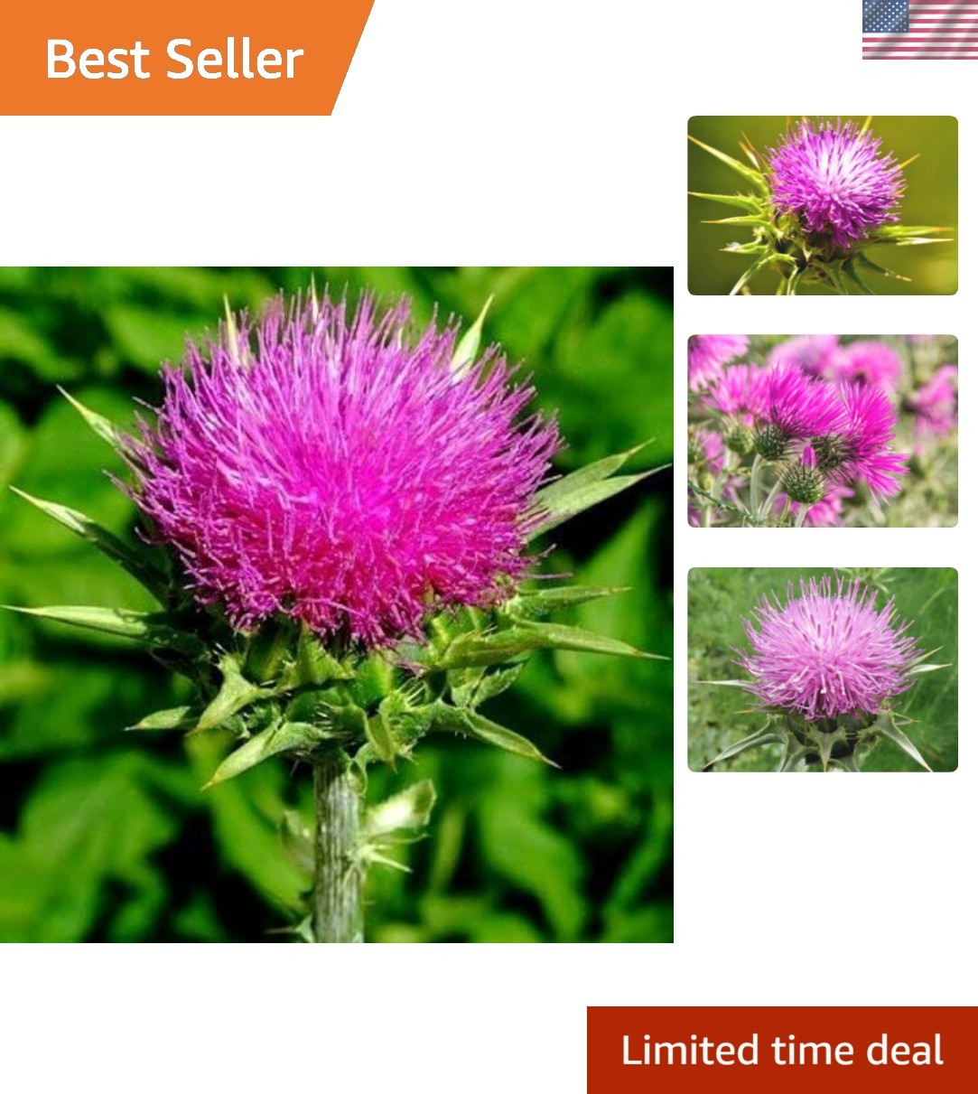 Easy-Grow 150 Count Purple Milk Thistle Seeds – Perfect Gift for Garden Lovers