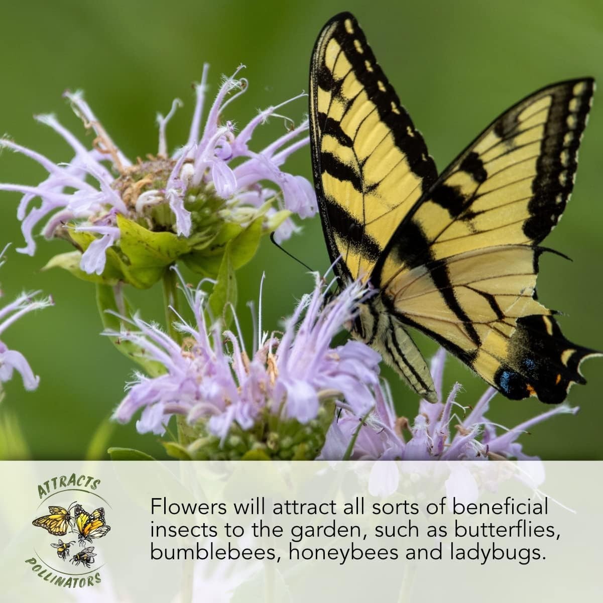 GMO Free Wildflower Seed Mix – 30000 Count for Butterfly Gardens – Mixed Colors