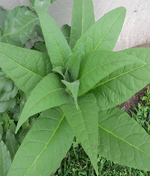 100 Perique Tob acco SEEDS TX USA ~ Heirloom Nicotiana Tabacum Organic Chew Easy