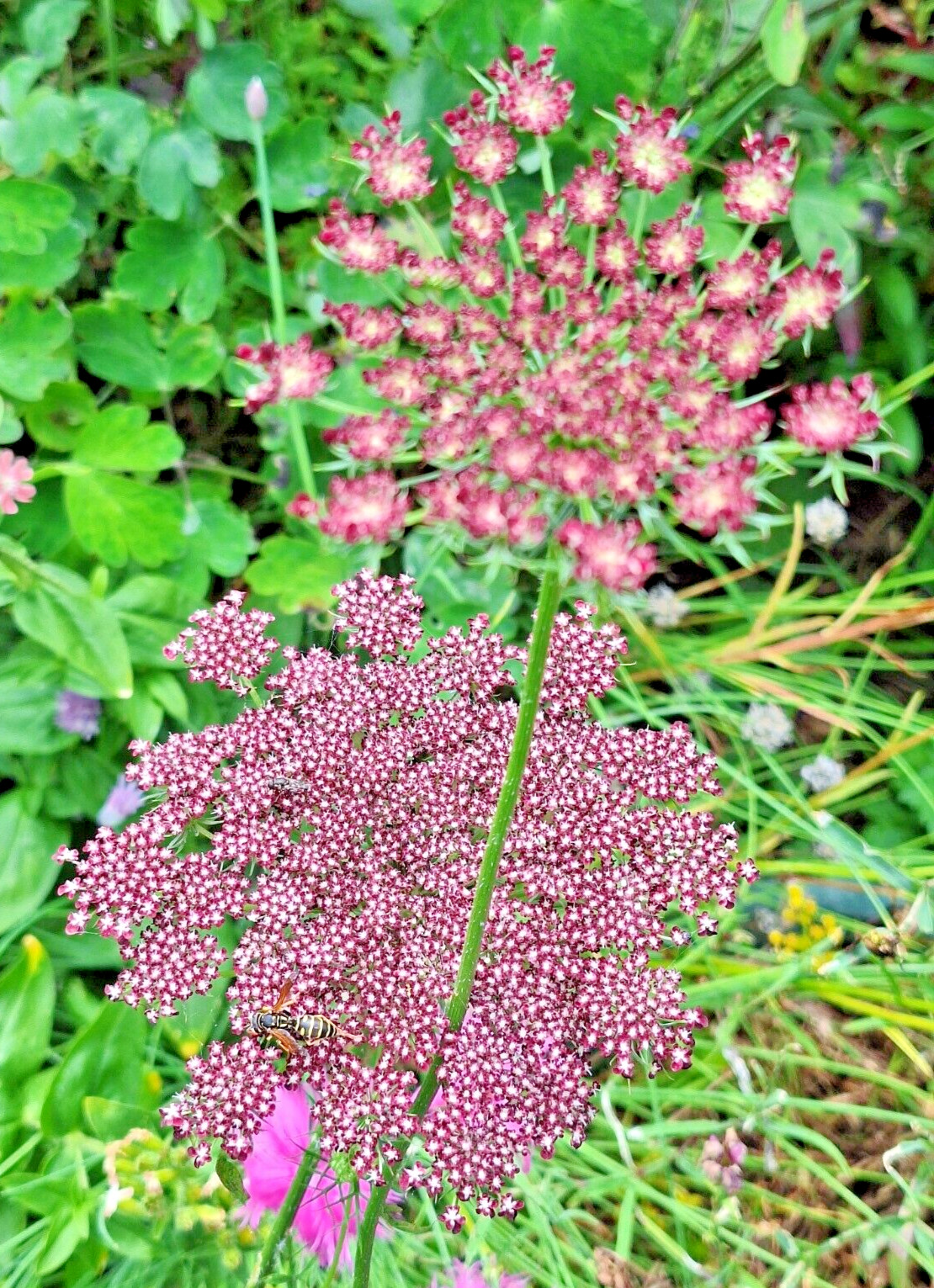 PURPLE AND PINK QUEEN ANNS LACE 100 SEEDS, DAUCUS CAROTA PURPURA