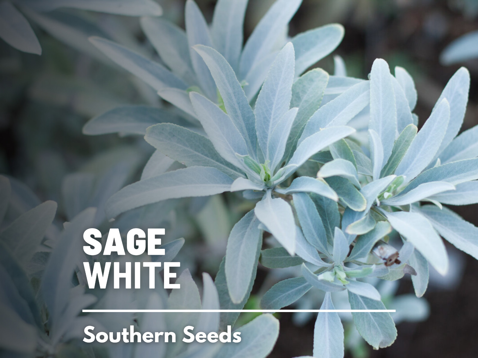 Sage, White – Heirloom Seeds – Smudging Sage – Ceremonial Cleansing Plan
