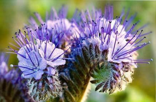 Phacelia tanacetifolia Lacy Phacelia 20 seeds