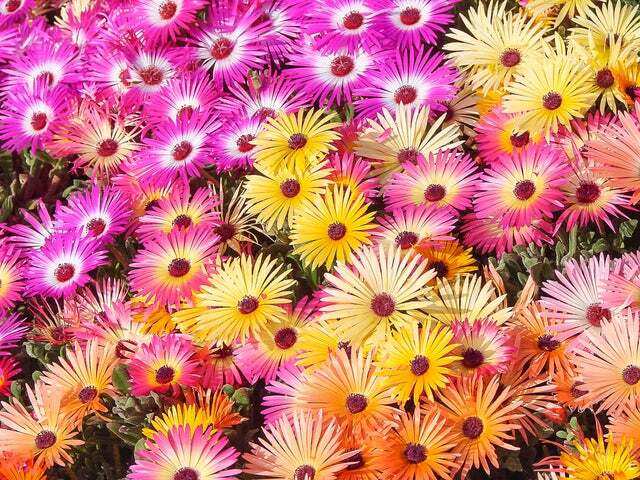 Ice Plant Mix – 100+ Seeds for Planting –