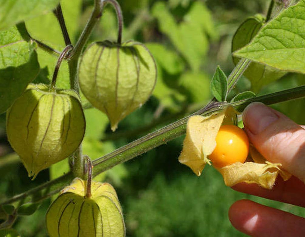 Premium Cape Gooseberry Seeds (Physalis Peruviana) – 100+ Non-Gmo Heirloom Seeds