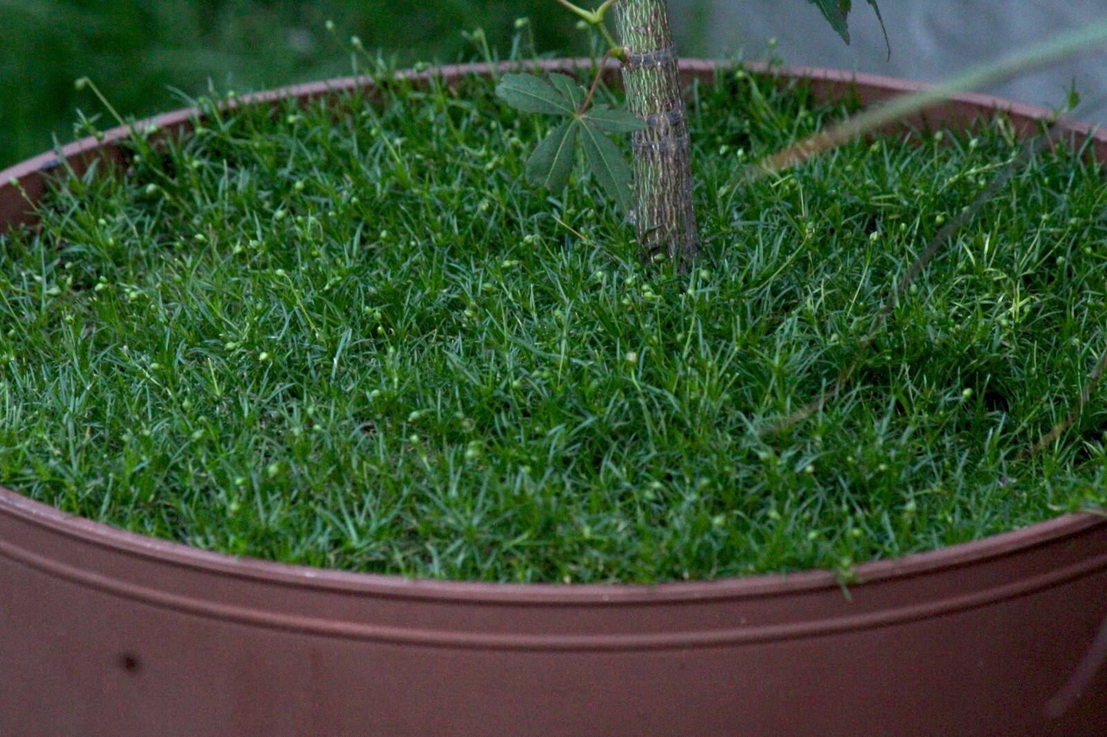 500+ SEEDS Sagina procumbens compacta Terrarium IRISH MOSS family ‘grass’ cover