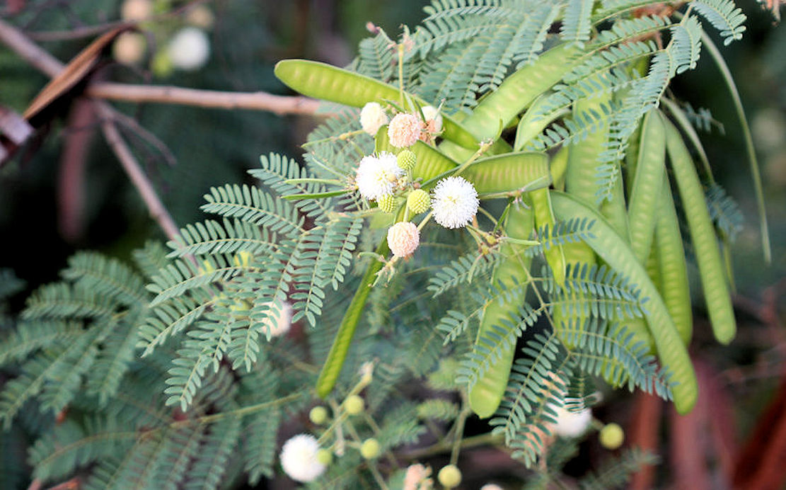 Leucaena leucocephala Wild Tamarind seeds Tropical 20 Seeds