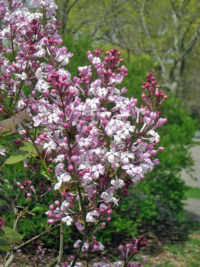Syringa oblata | Early Lilac | 30 Seeds
