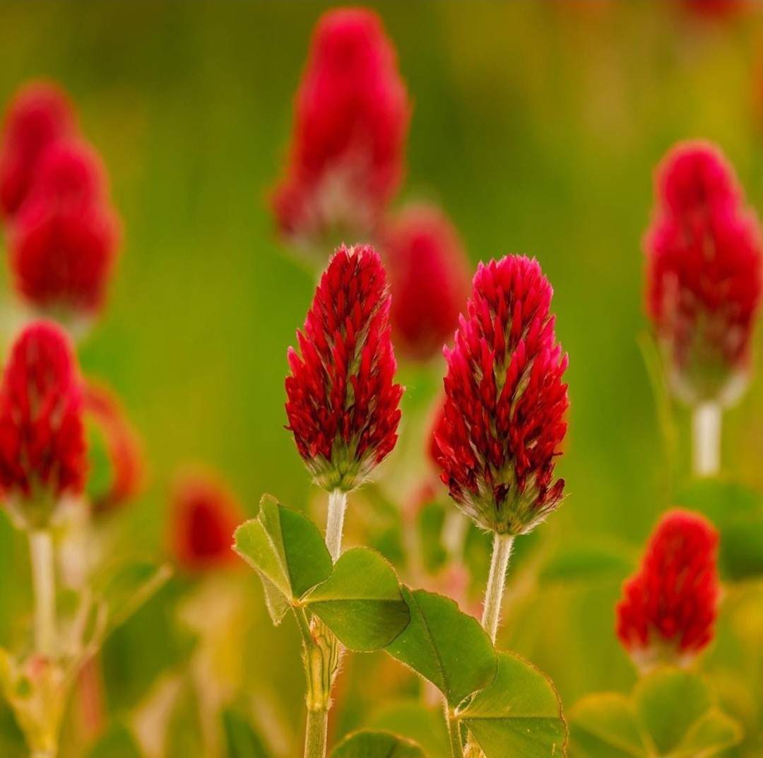 Crimson Clover SEEDS, (Trifolium incarnatum)