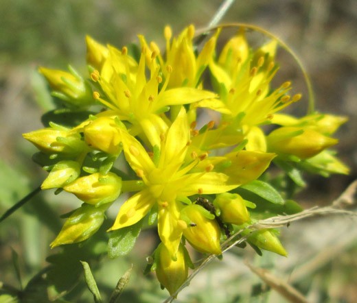SEDUM ULLEUNGDO ISLAND STONECROP Phedimus Takesimense – 500 Bulk Seeds