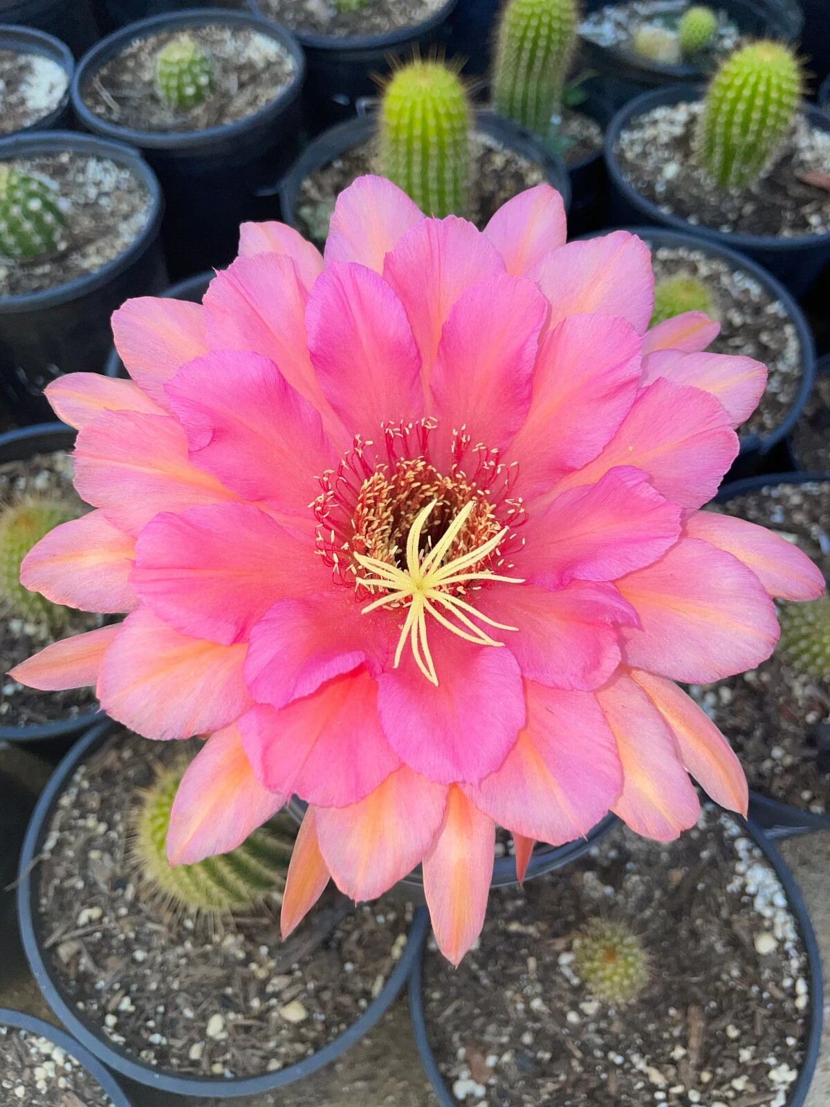 ECHINOPSIS,Hybrid,SWEET ALOHA, T. Cereus,Plant,Blooming,Cactus,Succulent