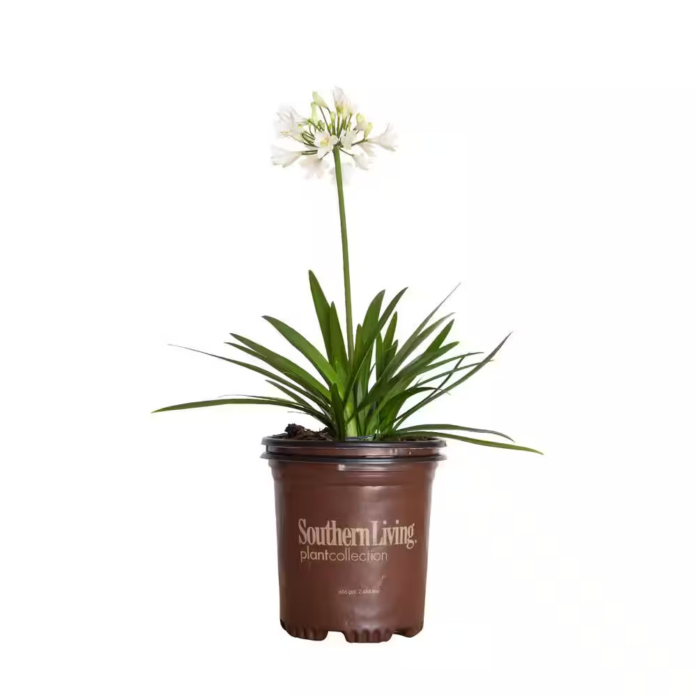 2.5 Qt. Ever White Agapanthus (Lily of the Nile) with Reblooming Brilliant White