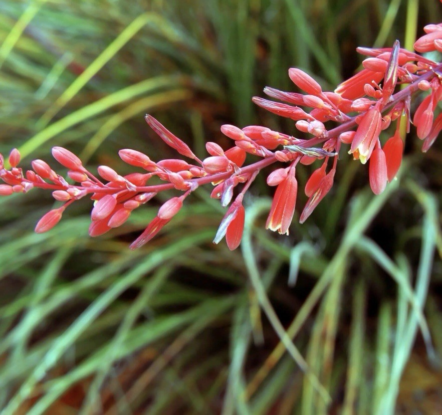 Red Yucca Seed Packs Fresh Harvested In Texas (2025) 50 SEEDS