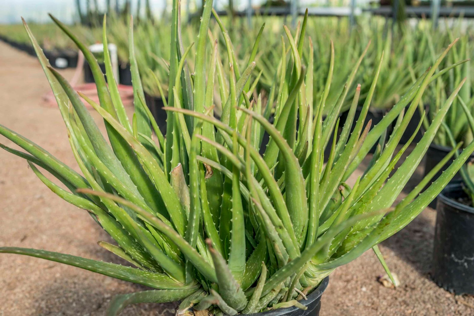 Aloe rudikoppe, Little Gem, 5 seeds. Free Shipping!