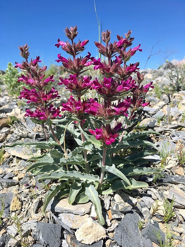Penstemon monoensis | Mono Penstemon | 10 Seeds