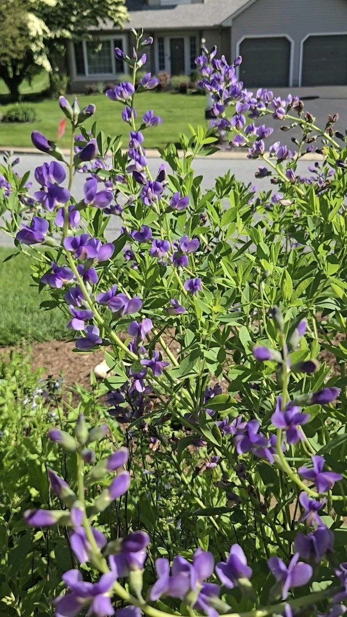Blue wild indigo (Baptisia australis) Seed Pack ~50 Seeds Pennsylvania Ecotype