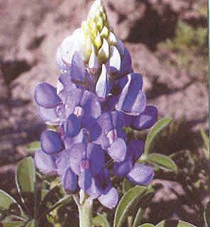 Lupinus texensis 1,000 seeds