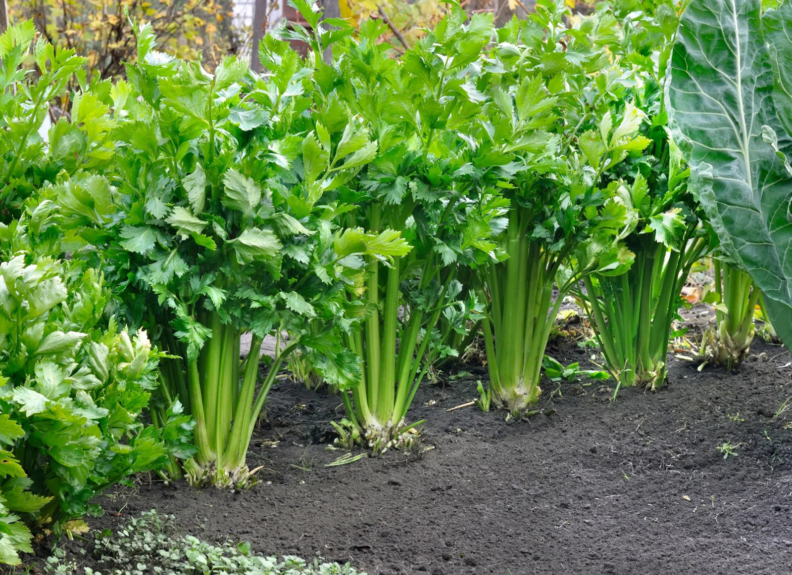 1500+ TENDERCRISP CELERY SEEDS — HEIRLOOM — ORGANIC —- FRESH